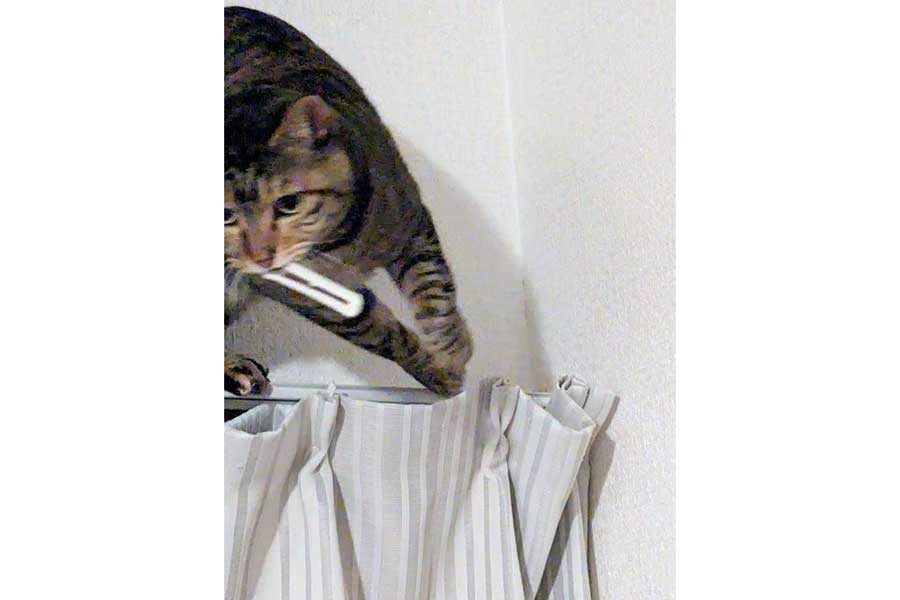 素早くカーテンフックを引き抜くたまちゃん【写真提供：にゃんこ先生（@X5M2u5OhMyIdYpx）さん】