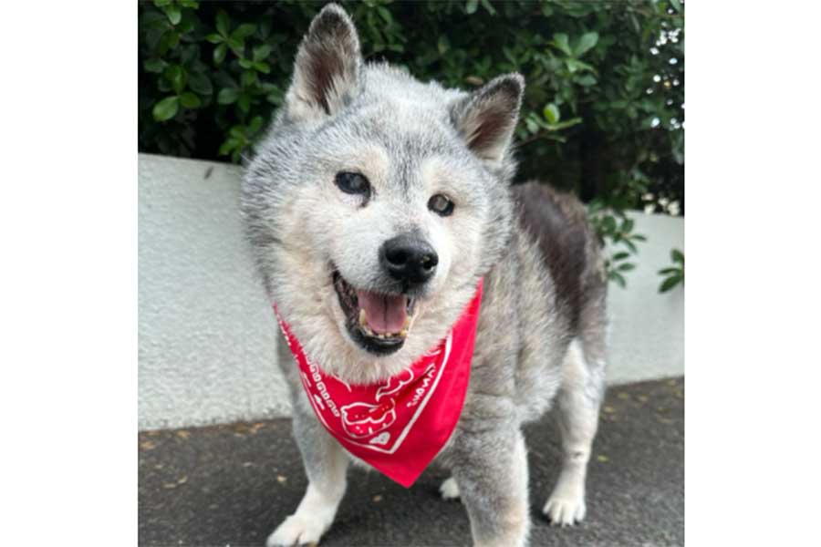 笑顔を見せるクーちゃん【写真提供：松原美穂（matsubaramiho）さん】