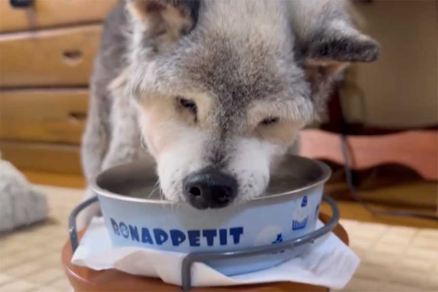 自分で水を飲むクーちゃん【出典：スレッズ（matsubaramiho）よりスクリーンショット】