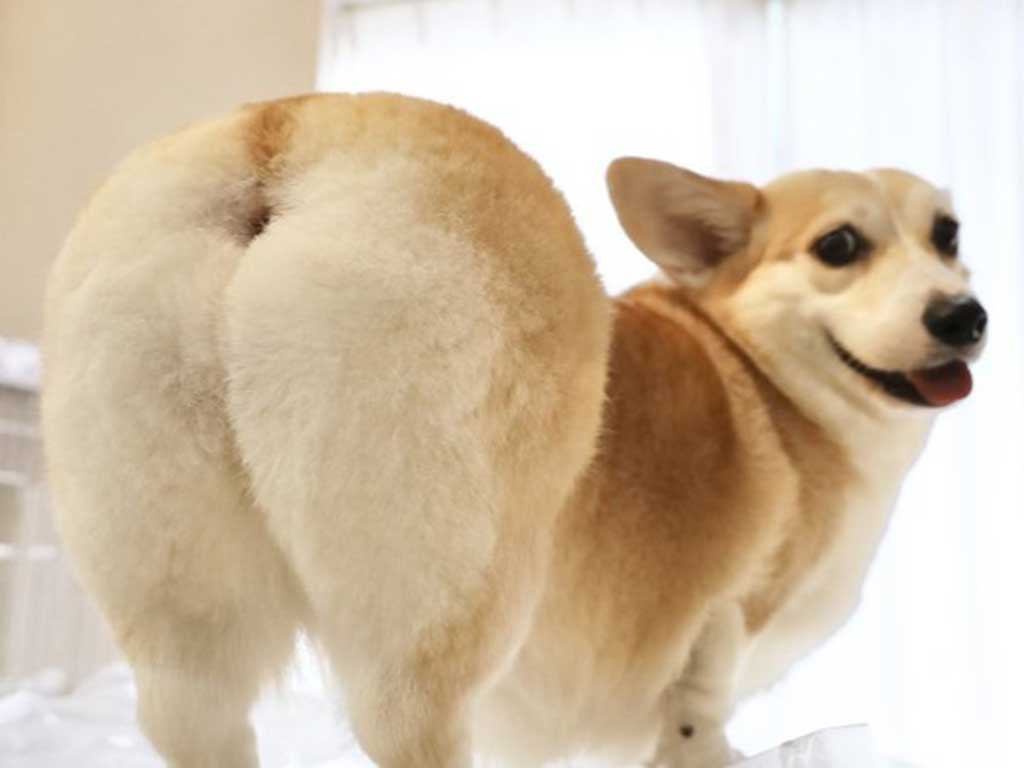 プリッとしたおしりを披露するあんずちゃん【写真提供：ばななな（@Banana_corgi7）さん】