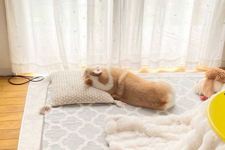 定位置である窓辺でくつろぐあんずちゃん【写真提供：ばななな（@Banana_corgi7）さん】