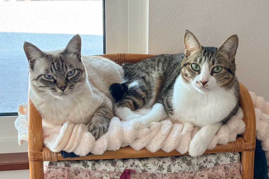 仲良しな（左から）こむぎちゃんとすももちゃん【写真提供：こむぎとすもも（@tanukinekomugi）さん】