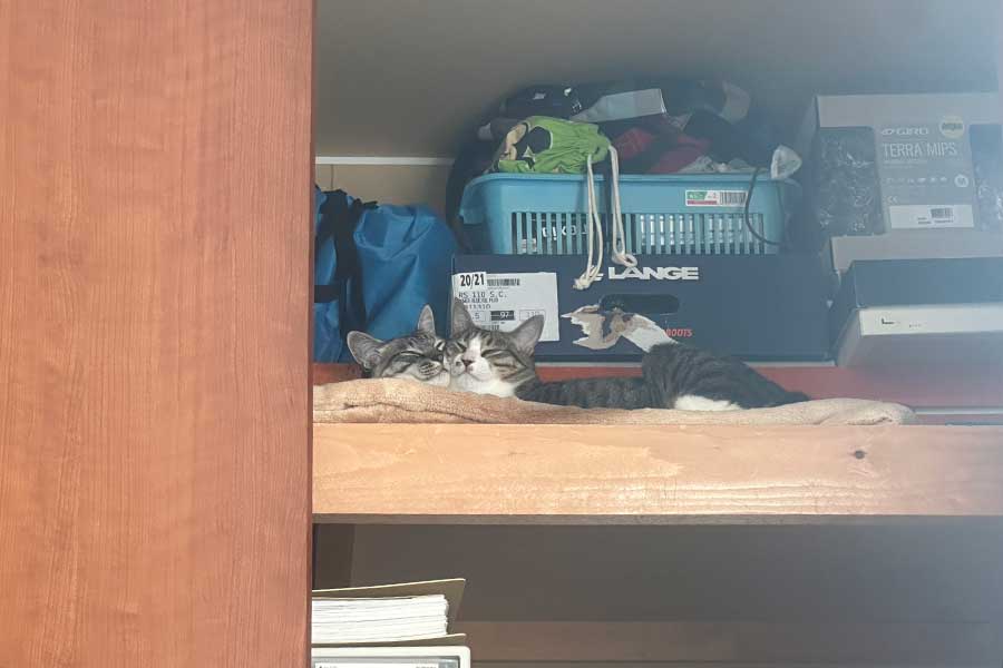 「ムニ～」と寄り添う（左から）こむぎちゃんとすももちゃん【写真提供：こむぎとすもも（@tanukinekomugi）さん】