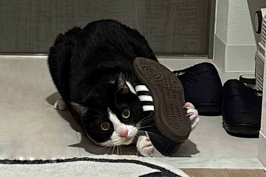 かくれんぼをしているつもりのハッチくん【写真提供：hinako（__aphc）さん】