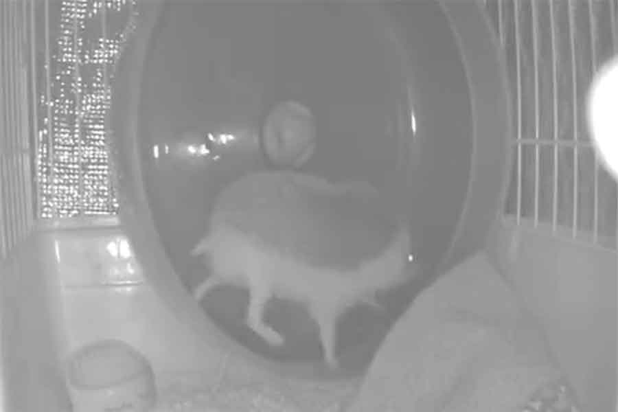 明け方に爆走するぽんずくん【写真提供：はりこ（hariko.fashion0302）さん】