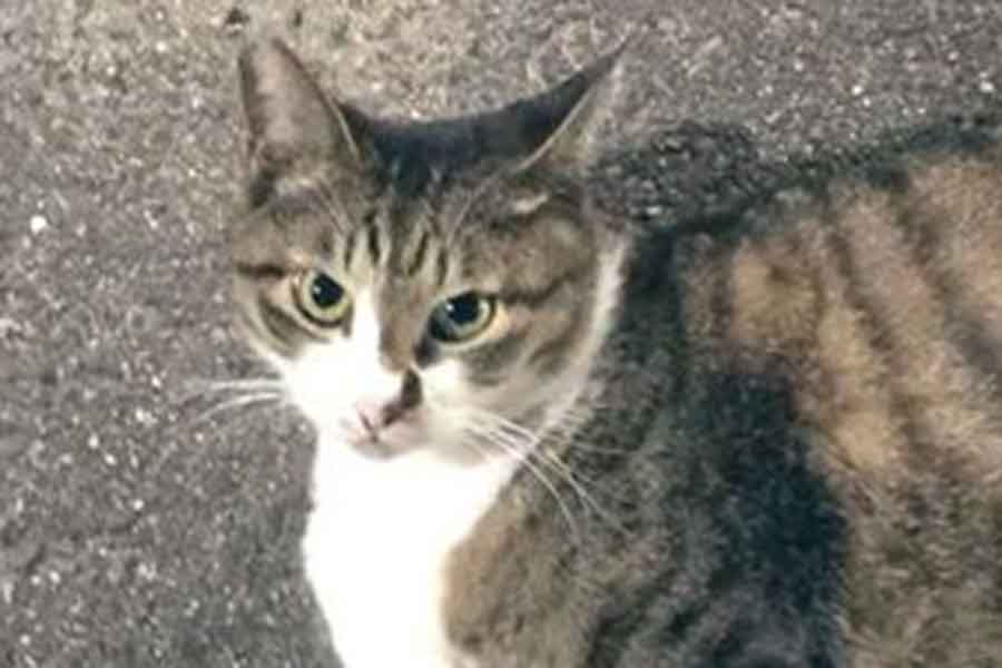 行く手を阻むまるちゃん【写真提供：ネコ課長（@bucchang22）さん】