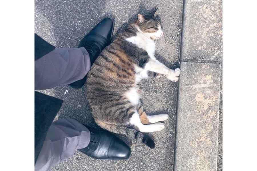 “かめはめ波”を披露するまるちゃん【写真提供：ネコ課長（@bucchang22）さん】