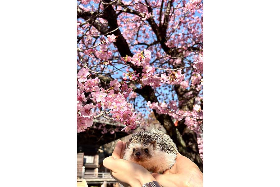 臆病な性格のぽんずくん【写真提供：はりこ（hariko.fashion0302）さん】