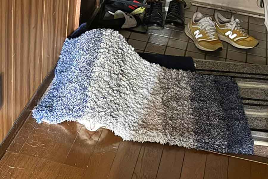 かくれんぼに挑むおかかくん【写真提供:ノビター(5匹家族)(@00shitemita)さん】