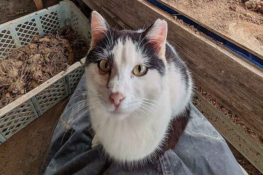 作業の邪魔が“得意”なポールちゃん【写真提供：おさつ（@journey50cc）さん】