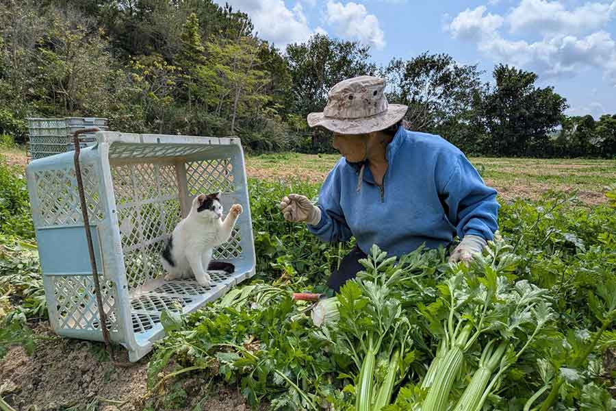 収穫作業を邪魔するポールちゃん【写真提供：おさつ（@journey50cc）さん】