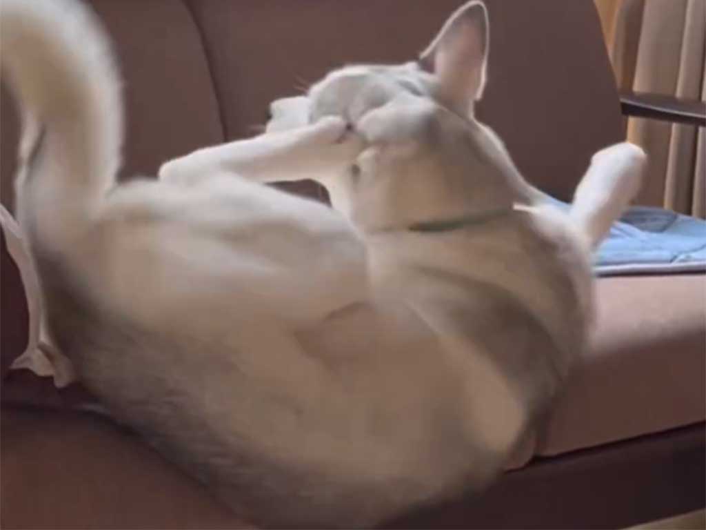 落ちそうなことに気づいていないアシリちゃん【出典：X（@miyamafukayama）よりスクリーンショット】