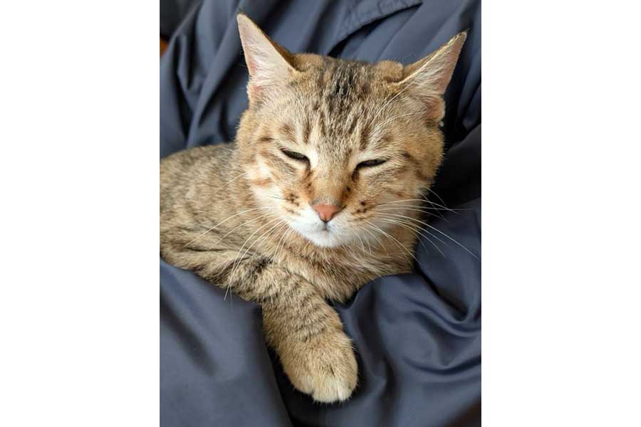 妻の腕の中で眠るキーちゃん【写真提供：アヴェマナヴ（@hotateyasan）さん】