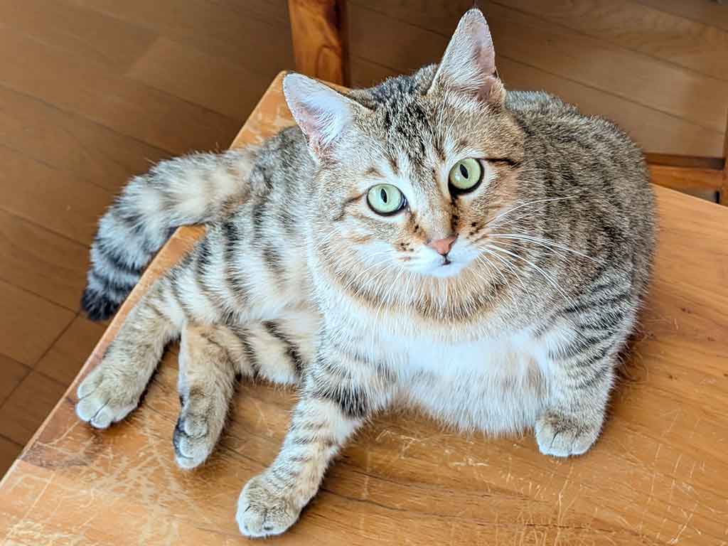 保護から1か月ほど経ち、すっかり家でリラックスできるようになったキーちゃん【写真提供：アヴェマナヴ（@hotateyasan）さん】