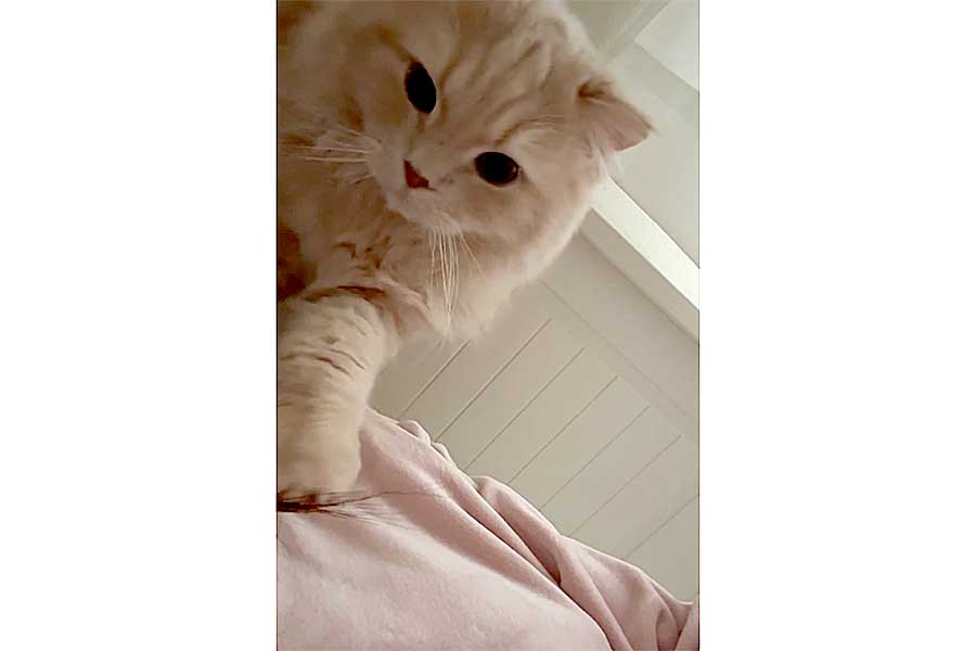 やさしく“ちょんちょん”するつきみくん【出典:X(@____tukimineko)よりスクリーンショット】