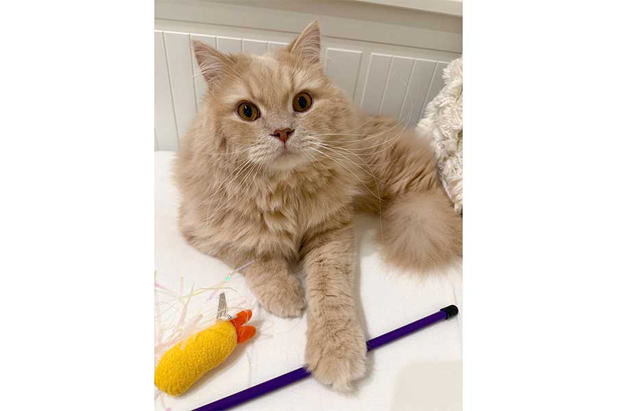 遊んでほしそうなつきみくん【写真提供:つきみねこ(@____tukimineko)さん】