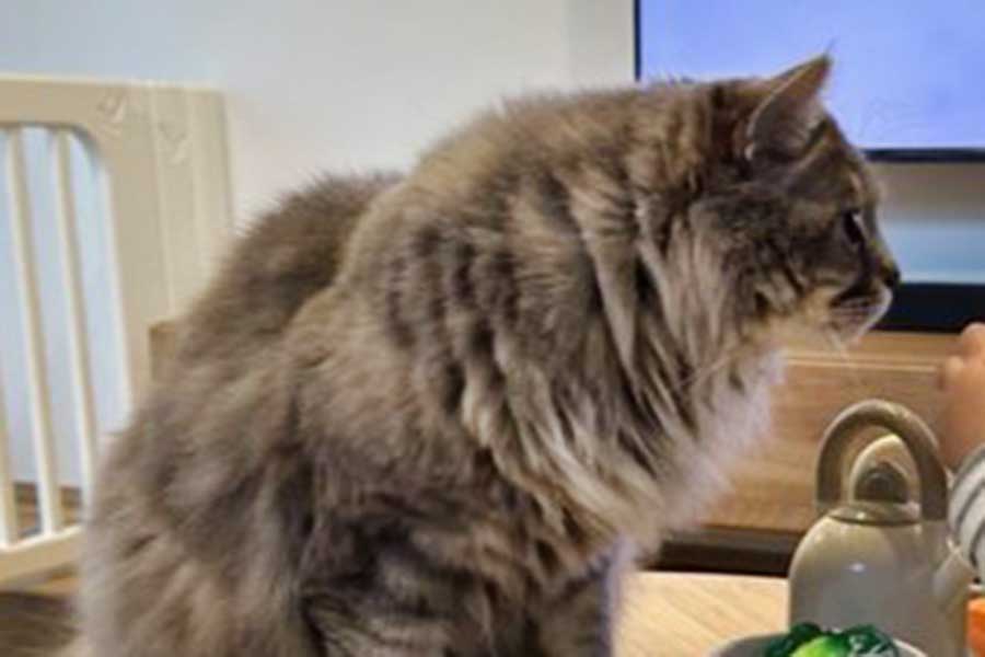 グリくんが見つめる先には…【写真提供:グリとグラとジル(@___gr69)さん】