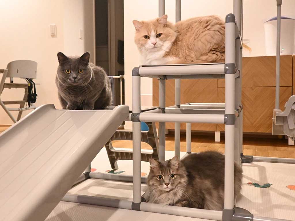 遊具の上でくつろぐ(上から)グラくん、ジルくん、グリくん【写真提供:グリとグラとジル(@___gr69)さん】