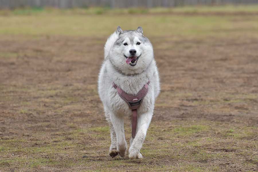 ドッグランを楽しむ百福ちゃん【写真提供:百福と壱福(@NISSHINmomofuku)さん】