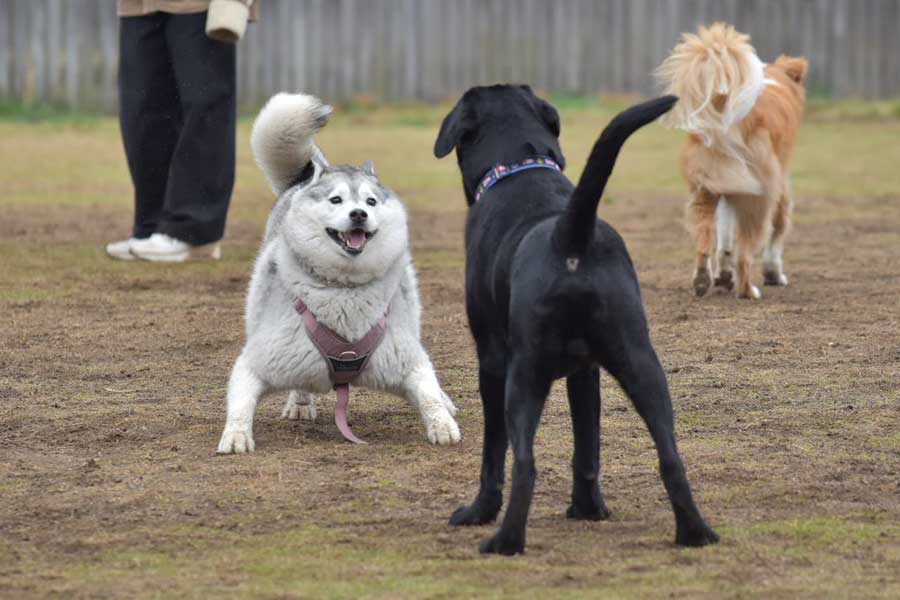 無中になって遊びに誘う百福ちゃん【写真提供:百福と壱福(@NISSHINmomofuku)さん】