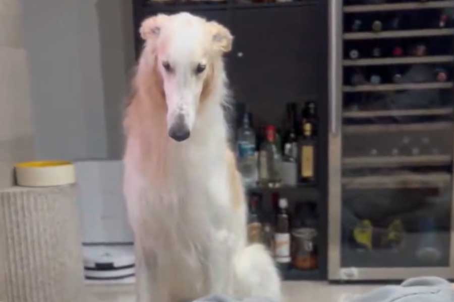 ベルくんの視線の先には…【出典：X（@velzoi）よりスクリーンショット】