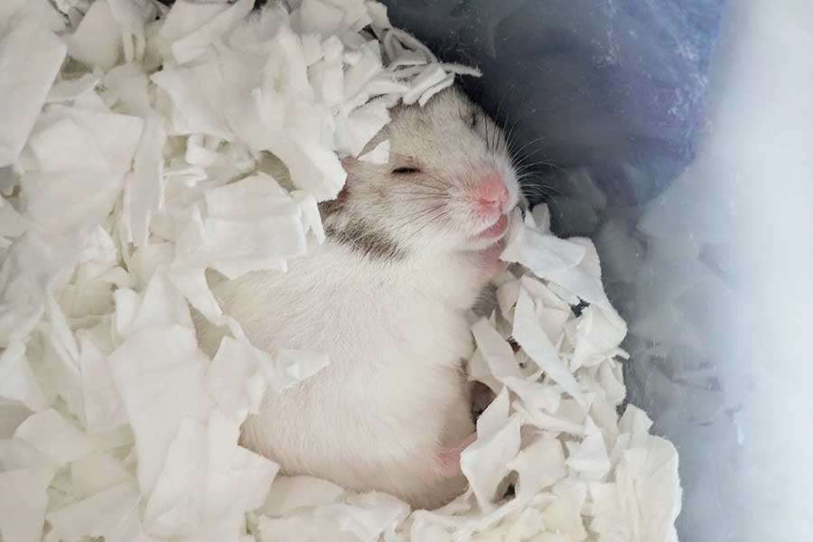 公園で保護された公康くん【写真提供：一般社団法人 ハムメディア（@ham_edia）】