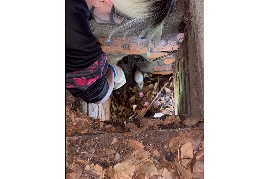 ハムスター保護時の様子【出典：X（@ham_edia）よりスクリーンショット】