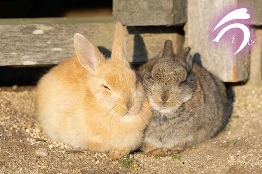 utaさんがとらえたうさぎのお昼寝【写真提供:うさぎ写真家 uta(@utajima)さん】