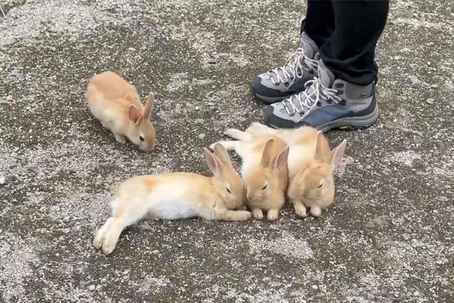 気づかないうちに足元に集まったうさぎたち【出典:X(@utajima)よりスクリーンショット】