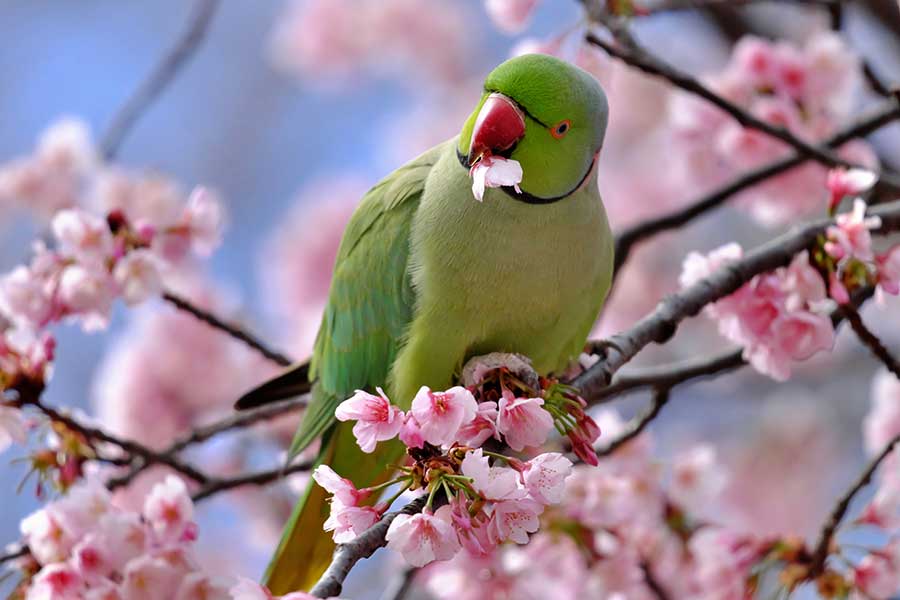桜の花をちぎって食べるワカケホンセイインコ(写真はイメージ)【写真:写真AC】