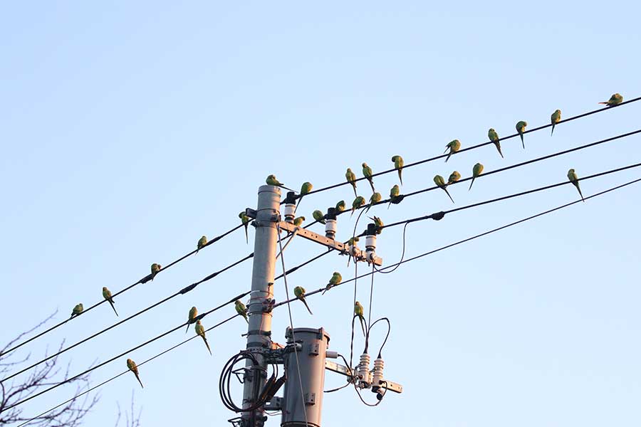 【写真提供：日本鳥類保護連盟】