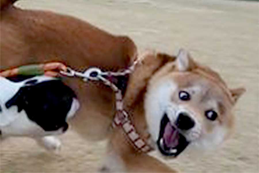 ワンプロを楽しむ（左から）ボストンテリアのうめちゃんと、柴犬のゆうらいくん【写真提供：柴のティー（@kuu_tee_shiba）さん】