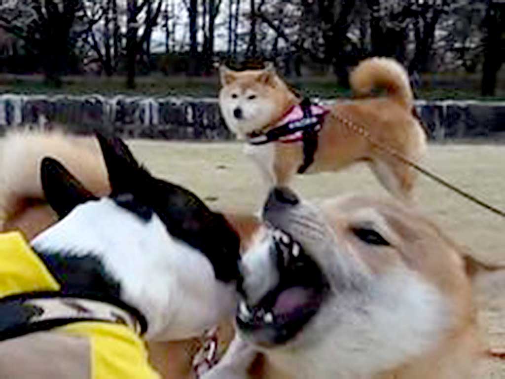 ワンプロを遠くから静観する柴犬のなごみちゃん【写真提供：柴のティー（@kuu_tee_shiba）さん】