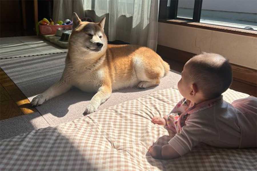 赤ちゃんの成長を見守るりんちゃん【写真提供:柴犬 りん(@rin__shibaken)さん】