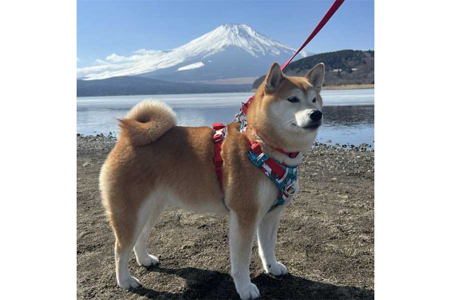 富士山とりんちゃん【写真提供:柴犬 りん(@rin__shibaken)さん】