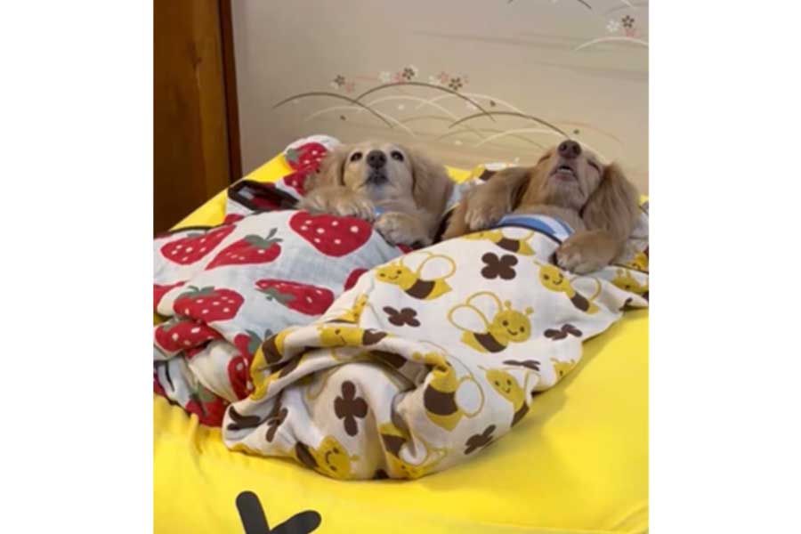 並んで眠る(左から)くぅちゃんとらいらちゃん【写真提供:ほんわか姉妹(主)(@kuu_raira1717)さん】