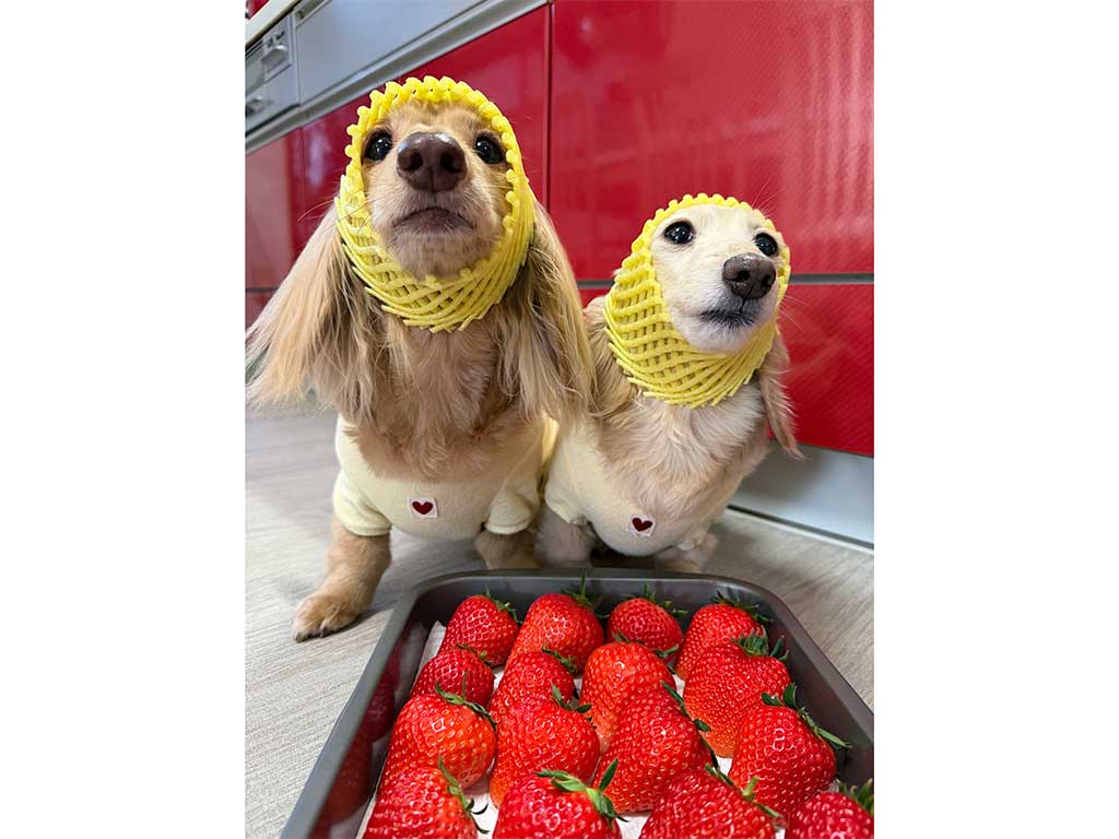 仲良しな(左から)くぅちゃんとらいらちゃん【写真提供:ほんわか姉妹(主)(@kuu_raira1717)さん】