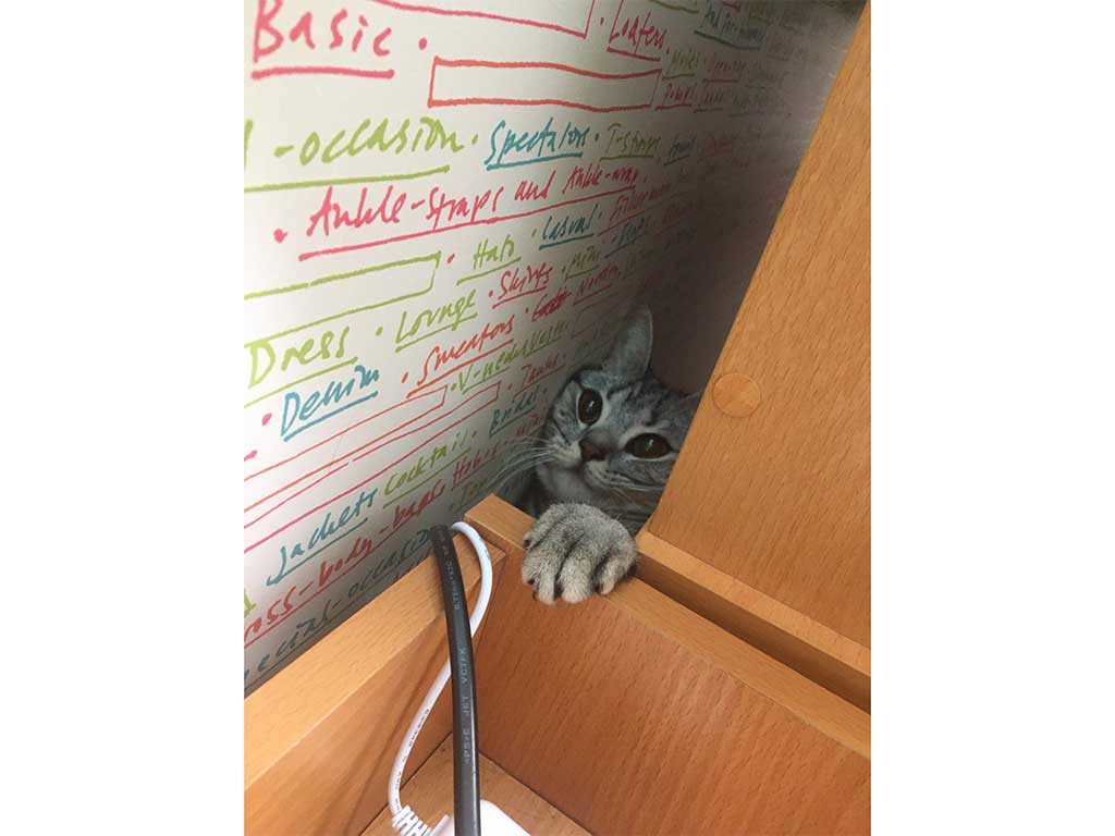 挟まっていた現場で見つかったあんこくん【写真提供：あんこともなか　充電ねこ（@cat_anko3）さん】