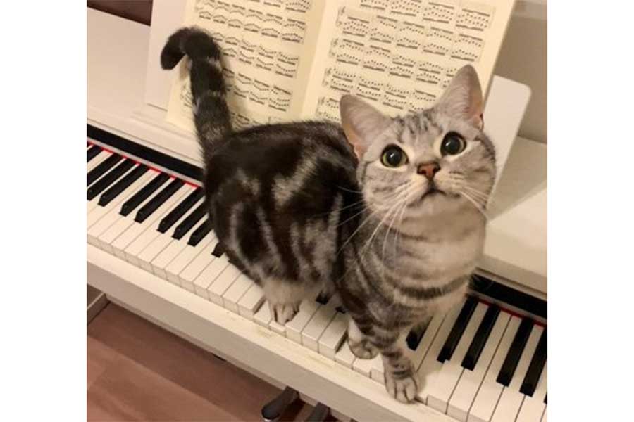 ピアノの鍵盤で遊ぶあんこくん【写真提供：あんこともなか　充電ねこ（@cat_anko3）さん】