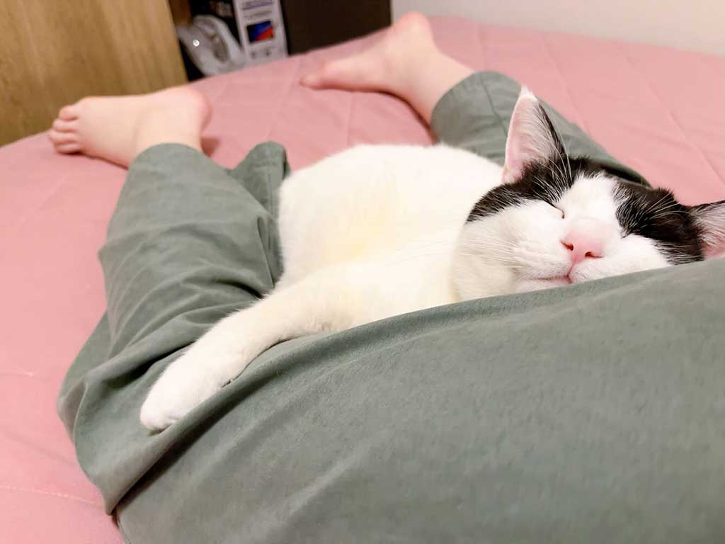 飼い主さんのおしりに身を預けて眠るそすぴくん【写真提供：とあるヲタク（ryeryery8）さん】