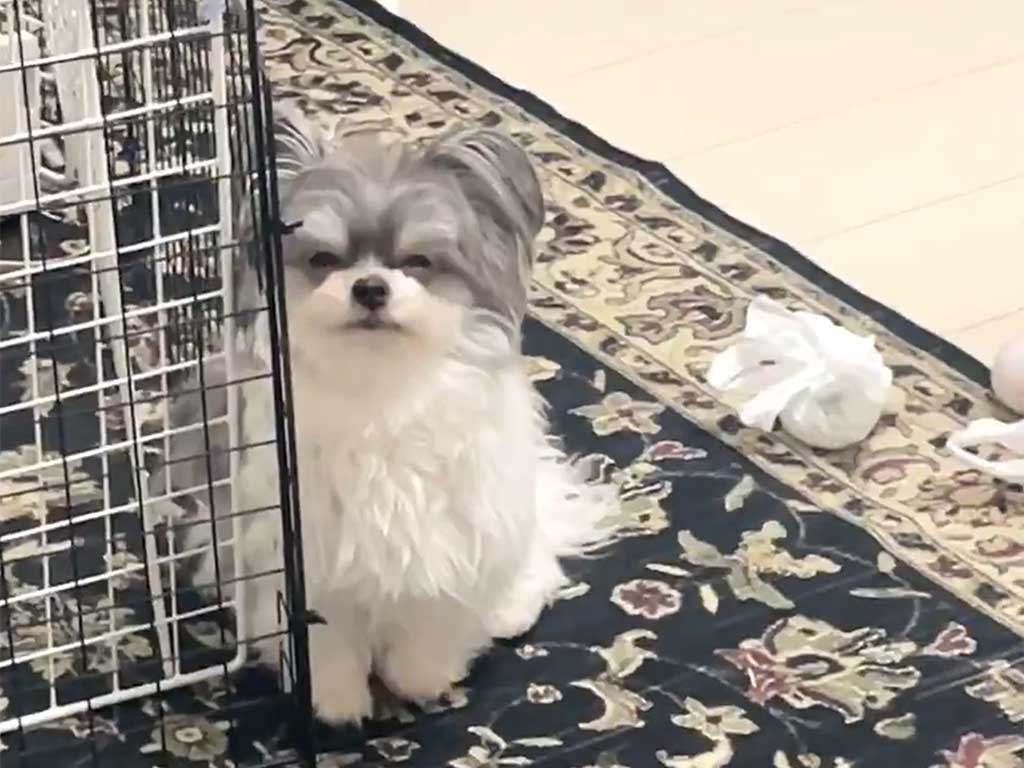 薄目でごまかそうとするもじゅくん【出典：X（@inudogwan1）よりスクリーンショット】