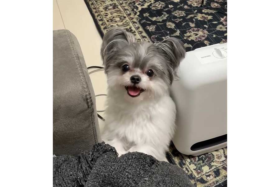 嬉しそうな笑顔を見せるもじゅくん【写真提供：wanwan（@inudogwan1）さん】