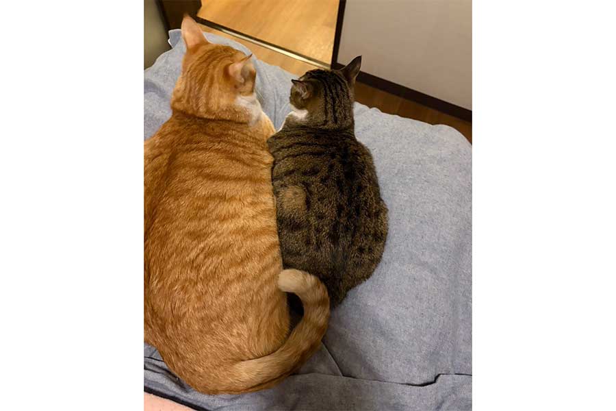 大きく成長したカイくん（左）と“母”ねこのきいちゃん【写真提供：いつでもどこでも猫まみれ(@moon09_take)さん】