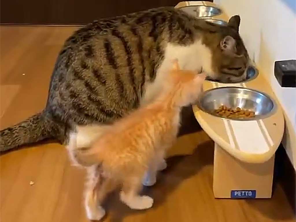 “母”ねこにぴったりくっつく子ねこ【出典：X（@moon09_take）よりスクリーンショット】