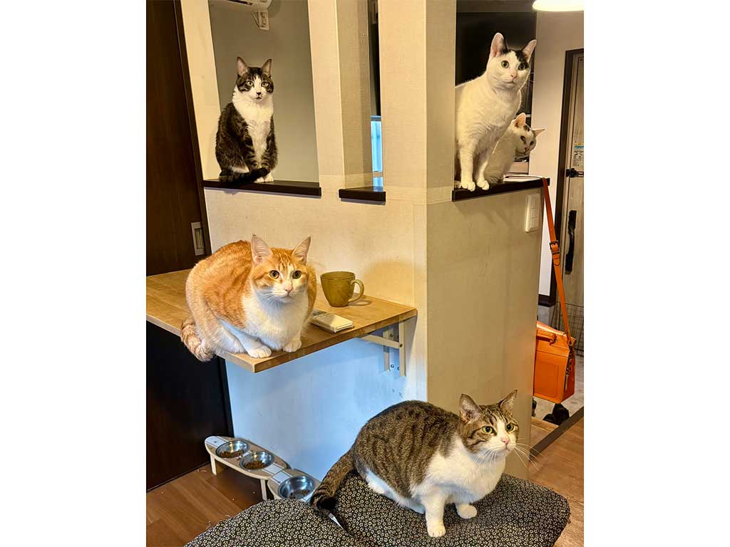 飼い主さんと暮らすねこたち【写真提供：いつでもどこでも猫まみれ(@moon09_take)さん】