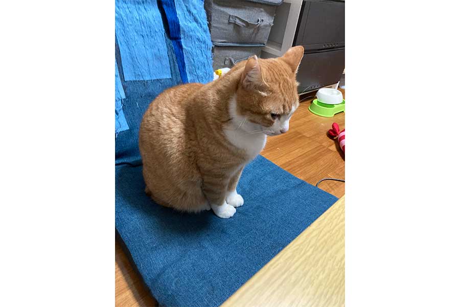 しょんぼりとした様子のシャシャくん【写真提供：シャシャ（@shasha_koko_）さん】