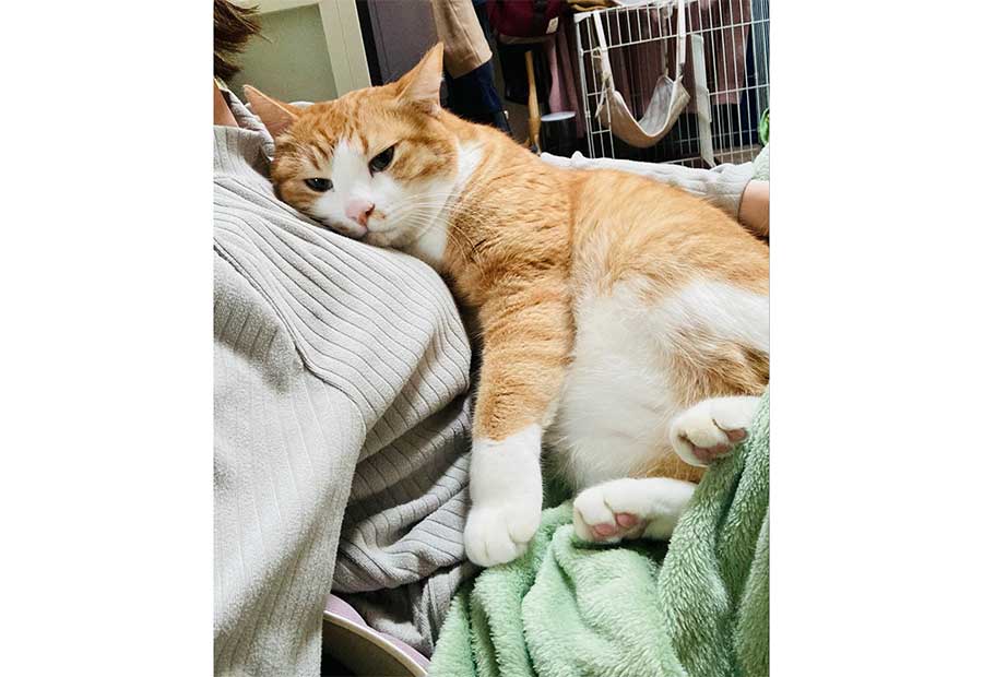 飼い主さんの上でくつろぐねこ【写真提供：シャシャ（@shasha_koko_）さん】