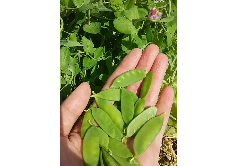 豆苗から収穫されたサヤエンドウ【写真提供：ベティ（betty_mamenoki）さん】