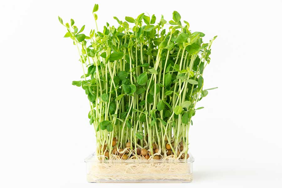 コスパの高さで注目を集める豆苗（写真はイメージ）【写真：PIXTA】