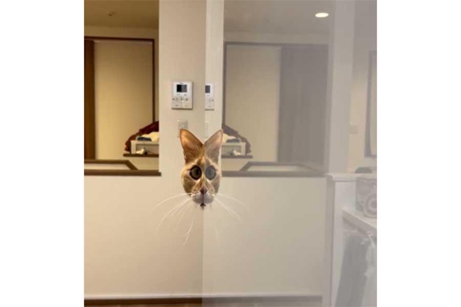 冷蔵庫に反射するチャコくん【出典：スレッズ（meisocandlei.reira）よりスクリーンショット】